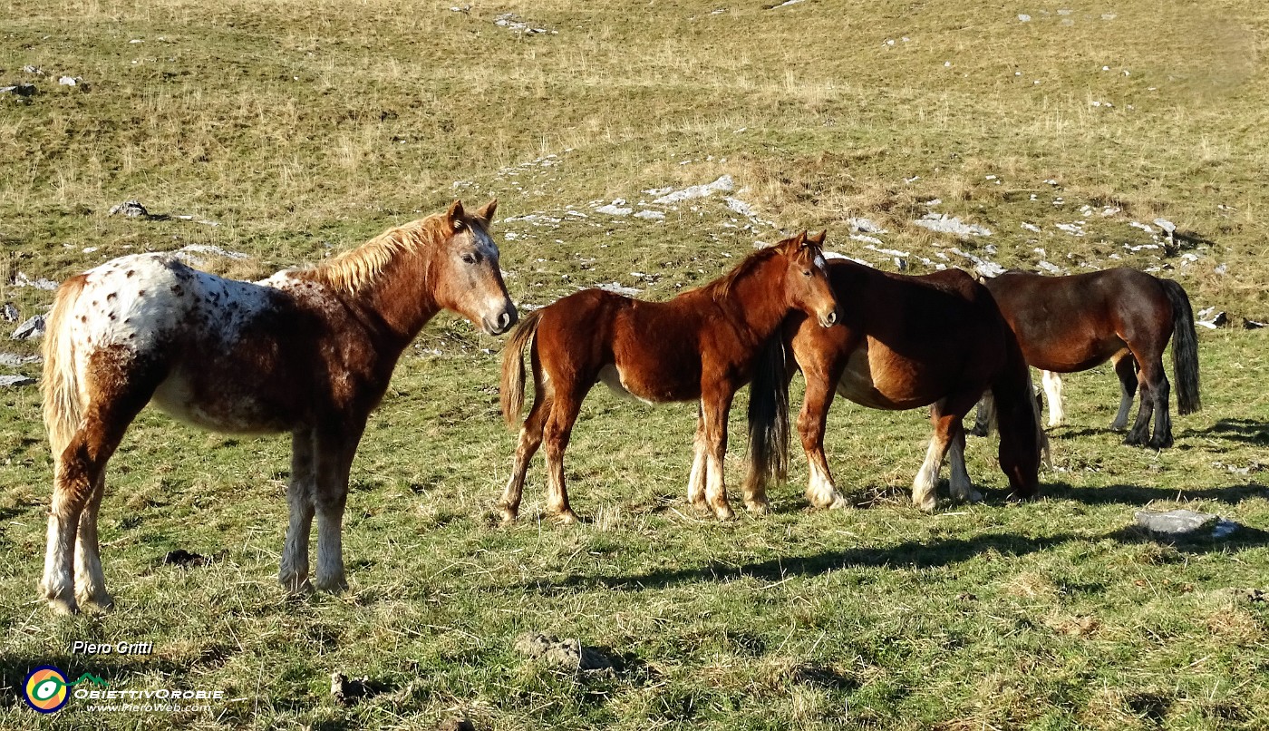 80 Cavalli al pascolo alla Baita Alta.JPG -                                
